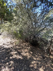 Cotoneaster pannosus