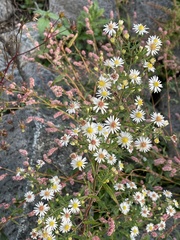 Symphyotrichum lanceolatum