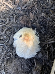 Lepiota cristata