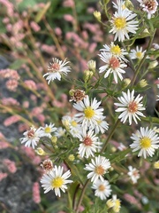 Symphyotrichum lanceolatum