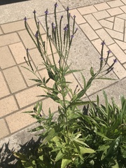 Verbena