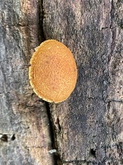 Flammulaster erinaceellus