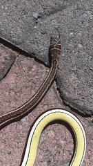 Psammophis subtaeniatus