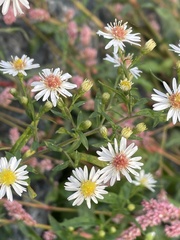 Symphyotrichum lanceolatum