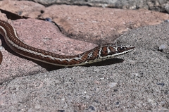 Psammophis subtaeniatus