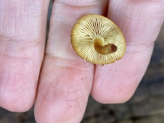 Flammulaster erinaceellus