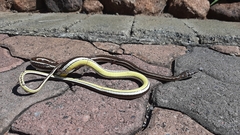 Psammophis subtaeniatus