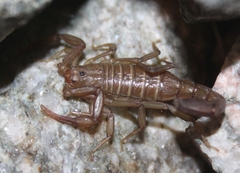 Serradigitus gertschi