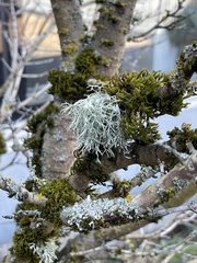 Ramalina farinacea