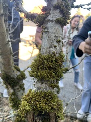 Orthotrichaceae