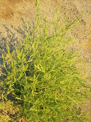 Corispermum villosum