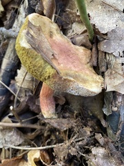 Hortiboletus rubellus