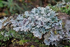 Hypogymnia physodes