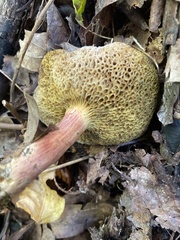 Hortiboletus rubellus