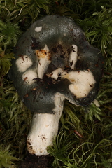 Russula redolens