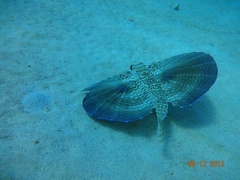 Dactylopterus volitans