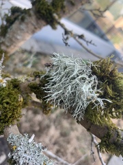 Ramalina farinacea