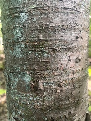 Betula lenta