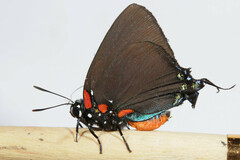Atlides halesus