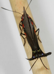Atlides halesus