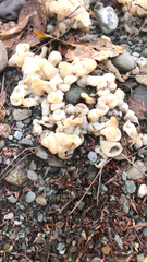 Ductifera pululahuana