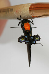 Atlides halesus