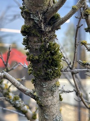 Lewinskya