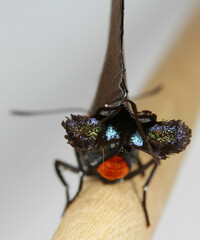 Atlides halesus