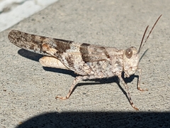 Trimerotropis