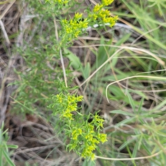 Chrysothamnus viscidiflorus