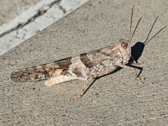 Trimerotropis