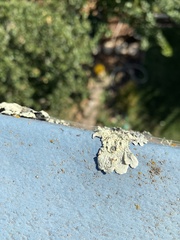 Flavopunctelia flaventior