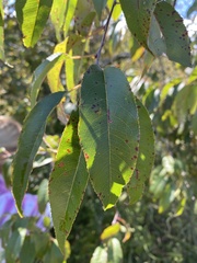 Prunus serotina