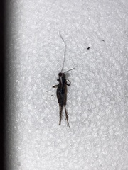 Eunemobius carolinus