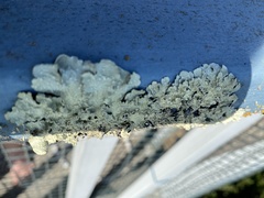 Flavopunctelia flaventior