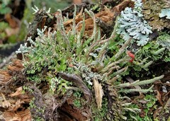 Cladonia macilenta