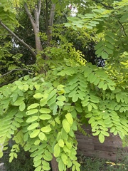Robinia