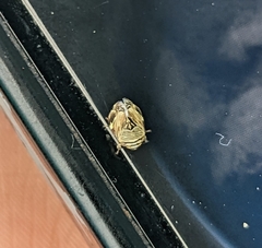 Clastoptera lineatocollis