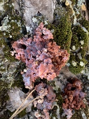 Phlebia radiata