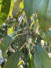 Prunus serotina