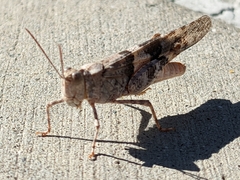 Trimerotropis