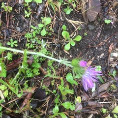 Galactites tomentosus