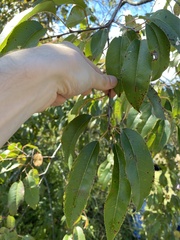 Prunus serotina