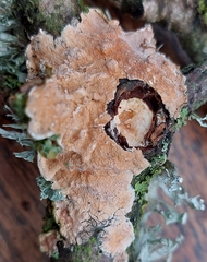 Byssomerulius corium