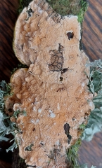 Byssomerulius corium