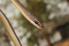 Psammophis subtaeniatus