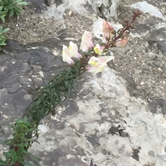 Antirrhinum siculum