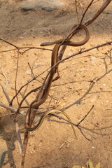 Psammophis subtaeniatus