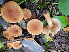 Tricholoma