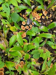 Tricholoma